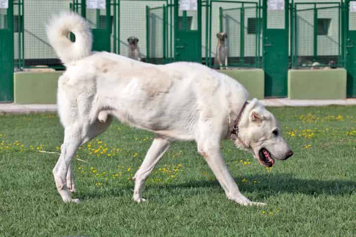 Dünyanın en büyük 25 köpek Irkı. Hem boylarıyla hem sadakatleriyle göz kamaştırıyorlar 18